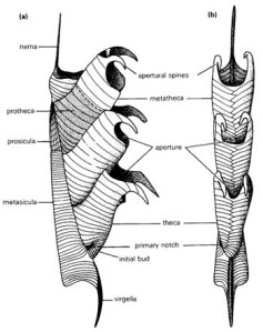 Anatomy of a Graptoloid (www.palaeo.gly.bris.ac.uk)
